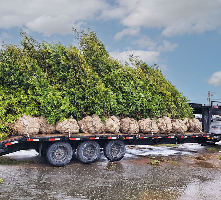 Haies de cèdres cultivés Lanaudière